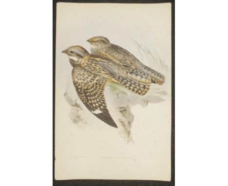 John Gould &amp; H.C. Richter coloured lithograph 'Eurostopodus Guttatus,' (Spotted Night Jar) coloured lithograph, marked J.