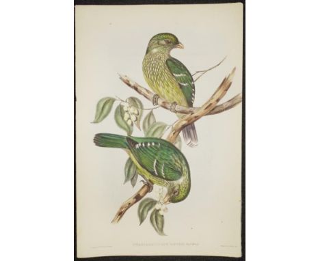 John Gould &amp; H.C. Richter coloured lithograph 'Ptilonorhynchus Smithii,' (Cat Bird) marked J. Gould and H.C. Richter, low