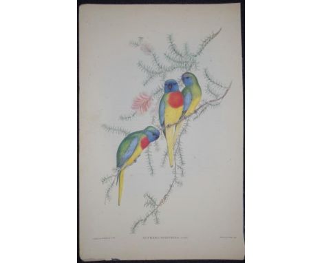 John Gould &amp; H.C. Richter coloured lithograph 'Euphema Splendida,' Parrots, coloured lithograph, marked J. Gould and Rich
