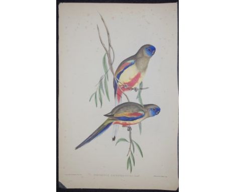 John Gould &amp; H.C. Richter coloured lithograph 'Psephotus Haematogaster,' (Red Backed Parrakeet) coloured lithograph, mark