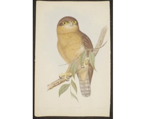 John Gould &amp; H.C. Richter coloured lithograph 'Athene Rufa,' (Rufous Owl), coloured lithograph, marked J. Gould &amp; H.C