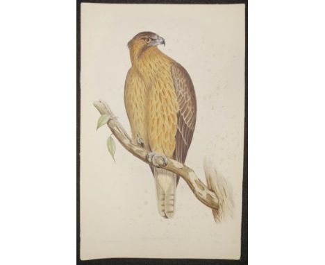 John Gould &amp; H.C. Richter coloured lithograph 'Aquila Morphnoides,' (Little Australian Eagle)  coloured lithograph, marke