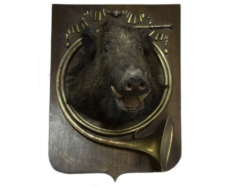 A LATE 19TH CENTURY DECORATIVE TAXIDERMY STUDY OF A WILD BOAR'S HEAD INSET WITHIN A HUNTING HORN, with ribbon decoration to t