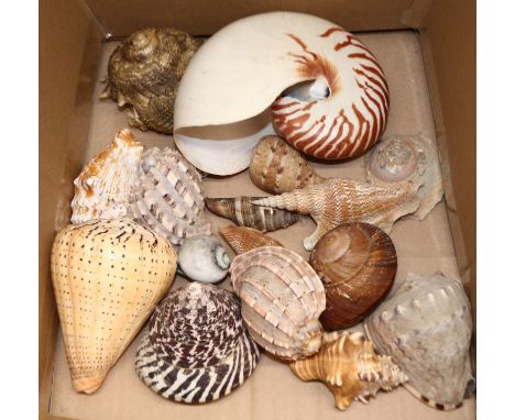 Interesting collection of assorted sea shells including, Listers Conch, circular saw, Harp, large cone, Nautilus etc. (17) 3-