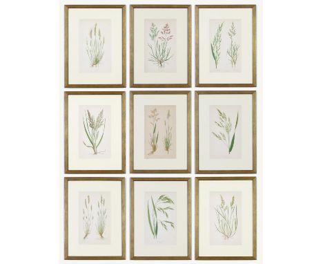 E J LOWE, a set of nine botanical prints, circa 1858, 30cm x 23cm each. 