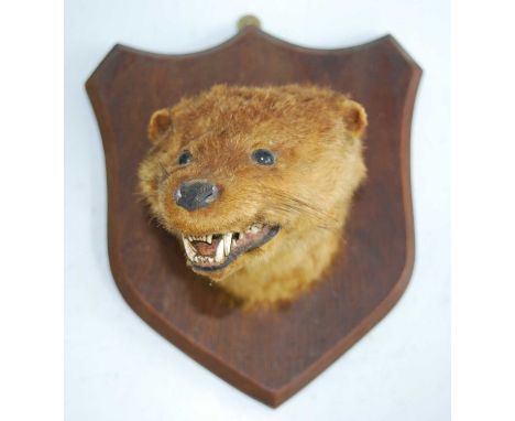 A taxidermy Otter (Lutra lutra), head mount on an oak shield with paper label verso "Wye Valley Otter Hounds A notable kill o