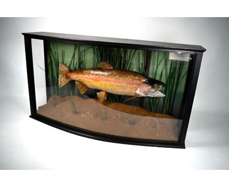 A taxidermy rainbow trout, 7lb 3oz, caught at Boxmoor Trout Fishery 1990, in glazed bowfront case with naturalistic river-bed
