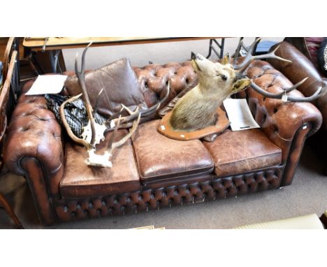 A contemporary brown leather Chesterfield three seater sofa (af).