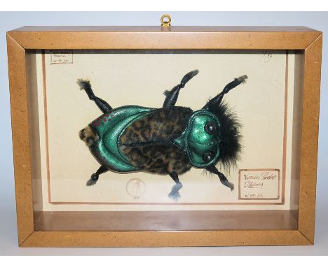 Dario Ghibaudo, "Viridis pardus plasticosus", Skulptur aus der Serie "Museum of Unnatural History" im SchaukastenDario Ghibau