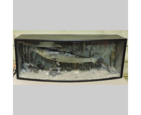 A taxidermy zander fish, in a bow fronted glass case, 83cm