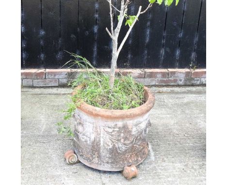 A terracotta garden planter, with relief decoration, 51cm wide, planted with a fruit tree