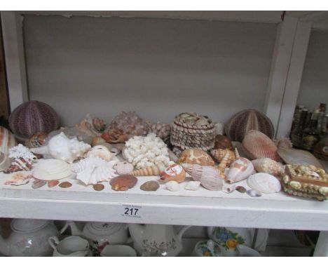 A shelf of assorted sea shells.