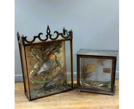 An Edwardian stained glazed diorama with  a colection of exotic birds to incude; a Gang-Gang cockatoo, a Crimson Rosella Parr