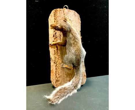 Taxidermy - a Grey Squirrel with Acorn, climbing a tree trunk panel, 50cm long 