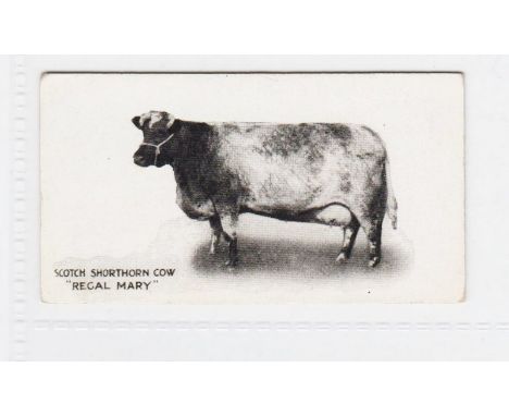 Cigarette card, Taddy, Famous Cattle & Horses, type card, no 20 Scotch Shorthorn Cow, 'Regal Mary' (very slight toning to bac