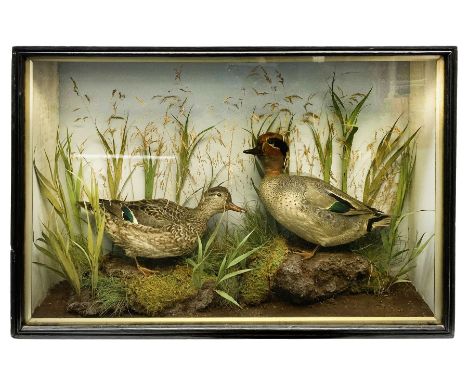 Taxidermy: pair of Green Wing Teal Ducks (Anas Carolinensis), hen and drake, in naturalistic setting, detailed with rockwork 