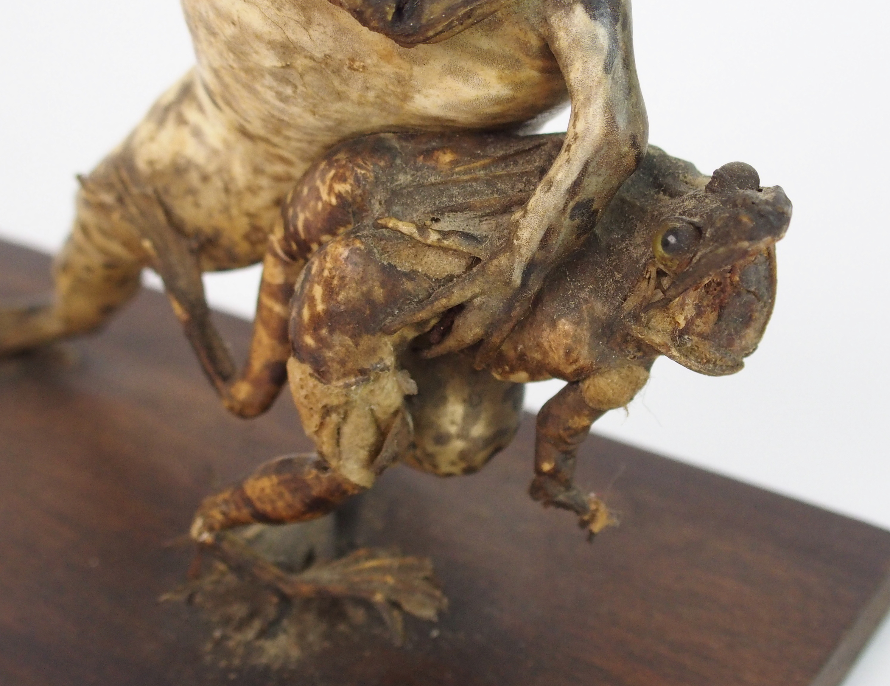 A novelty Victorian frog taxidermy group the larger frog thrashing a ...