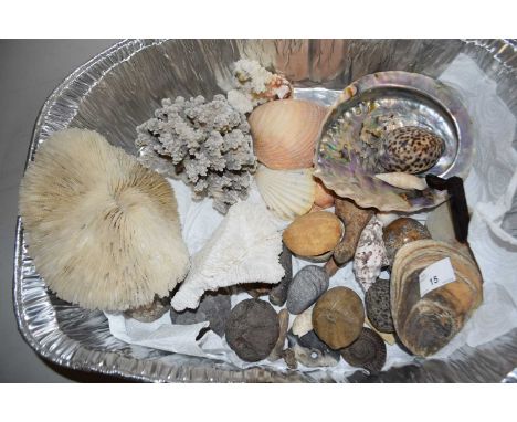 Mixed Lot: Various sea shells and other items