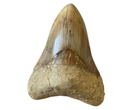 A MEGALODON SHARK TOOTH FOSSIL A large Megalodon Shark tooth specimen. Highly serrated. Miocene in age circa 10 million years