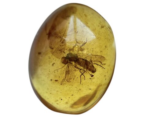 UNKNOWN INSECT FOSSIL IN DINOSAUR AGED AMBERAn unusual, highly detailed insect. From the amber mines of Kachin, Myanmar. Cret