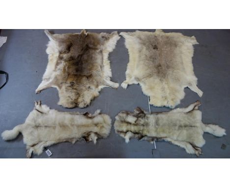 Four vintage white fur pelts, largest L.128 W.115cm, smallest L.122 W.59cm 