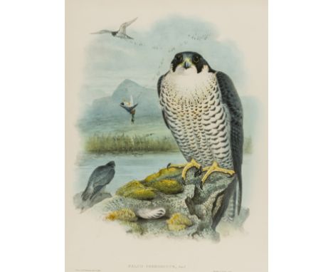 Birds.- Gould (John) and H.C. Richter &amp; J. Wolf. Falco Peregrinus (Peregrine Falcon), from Gould's 'Birds of Great Britai