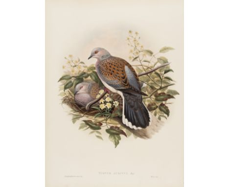 Birds.- Gould (John) and H.C. Richter &amp; J. Wolf. Corvus Cornix (Hooded crow); Turtur Auritus (Turtle dove); Merula Vulgar