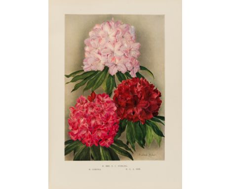 NO RESERVE Millais (John Guille) Rhododendrons and the Various Hybrids, first edition, number 264 of 550 copies, plates and i