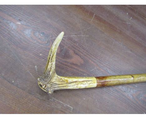 A wooden walking stick topped with a deer antler handle 130cm in length