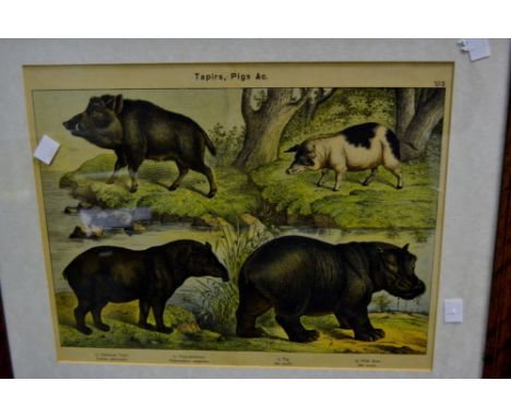 A Victorian coloured lithograph, Tapirs, Pigs & C, framed