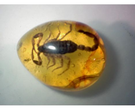 Scorpion preserved in amber tree resin. UK P&amp;P Group 1 (£16+VAT for the first lot and £2+VAT for subsequent lots) 