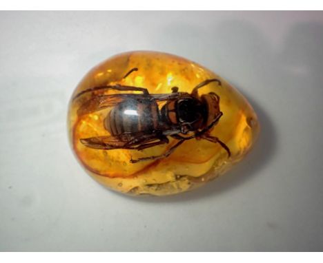 Large hornet preserved in amber tree resin.UK P&amp;P Group 1 (£16+VAT for the first lot and £2+VAT for subsequent lots) 