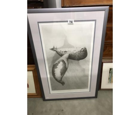 A framed & glazed signed limited edition print from the original drawing of 'Harp seals' by Gary Hodges