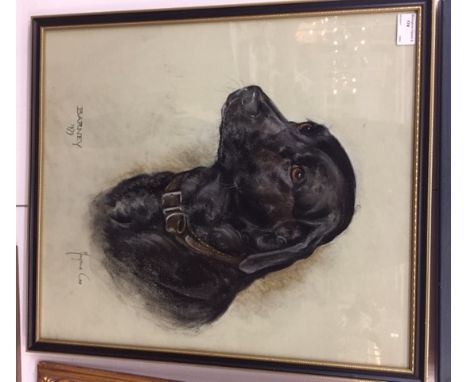 Marjorie Cox (1915-2003): a pastel portrait of a labrador, 'Barney', signed & dated 1979