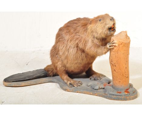 Taxidermy &amp; Natural History - A 20th Century taxidermy study of a Beaver norring a&nbsp;naturalistic log raised on a shap