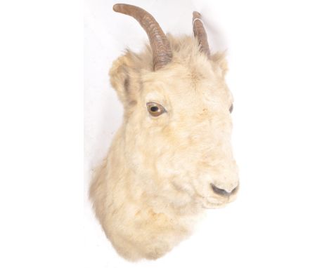 Taxidermy / Natural History - A vintage 20th Century North American Goats head. Mounting bracket to the back with original pa