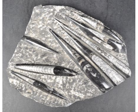 Fossils -&nbsp;&nbsp;An Orthoceras fossil marble slab. Measures approx; 22cm x 21cm.&nbsp;
COLLECTION; Anyone wishing to coll