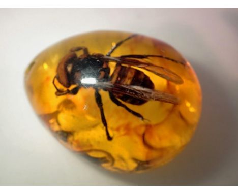 Hornet preserved in amber resin. UK P&amp;P Group 1 (£16+VAT for the first lot and £2+VAT for subsequent lots) 