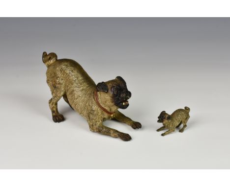 An Austrian cold painted bronze model of a crouching Pug dog - Possibly Franz Bergmann, the crouching Pug dog with fine detai