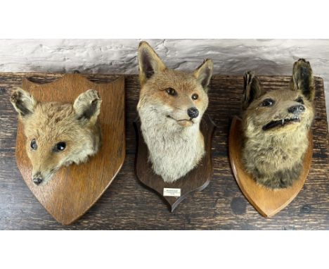R Spicer &amp; Sons Taxidermists of Leamington - a fox mask on oak shield with plaque "Badsworth Hunt killed at Nostell 17.10