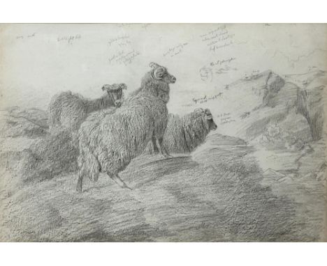 Sir Edwin Henry Landseer RA (British b.1802); 'Sheep'  Sheep in a landscape, pencil sketch with annotations, 31cm x 46cm titl