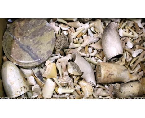 Box of natural shark teeth and clay pipe bowls. P&amp;P Group 1 (£14+VAT for the first lot and £1+VAT for subsequent lots) 