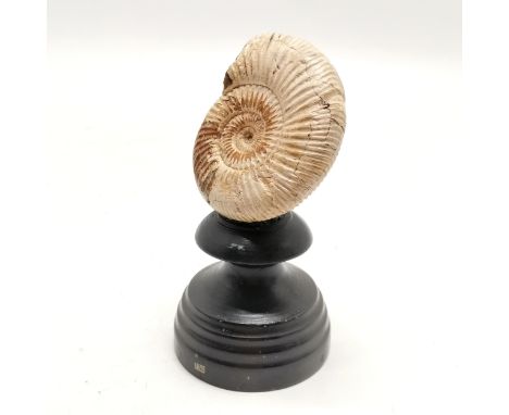 Ammonite fossil mounted on a turned black wooden base #132 - 12.5cm high