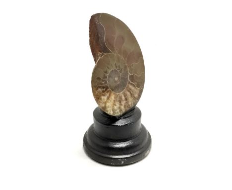 Ammonite cross section fossil mounted on a turned black wooden base #159  - 11.5cm high