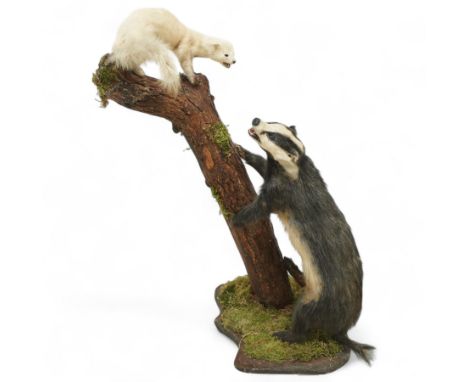 Taxidermy: European Badger (Meles meles) and Pine Marten (Martes martes), two full adult mounts posed as a hunting scene, upo