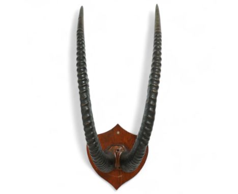 Antlers/Horns: Set of Sable Antelope (Hippotragus niger) horns, upon partial skull, mounted on carved wooden shield, H86cm 