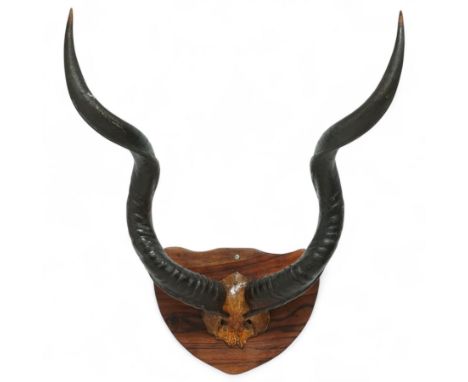 Antlers/Horns: Greater Kudu (Tragelaphus Strepsiceros), Pair of Kudu curved horns on partial skull, mounted on an wooden shie