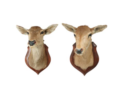 Taxidermy: Pair of Red Deer (Cervus elaphus) adult doe heads, upon wooden wall shield, H60cm W45cm  