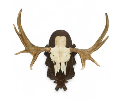 Antlers/Horns: North American Moose Antlers (Alces alces), upon partial skull on oval wooden plaque with naturalistic carving
