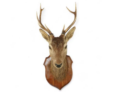 Taxidermy: Red Deer (Cervus elaphus), adult male stag looking straight ahead, eight point antlers, mounted upon a shaped wood